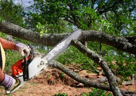 How Our Tree Care Process Works  in  Petal, MS